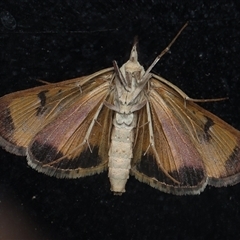 Uresiphita ornithopteralis (Tree Lucerne Moth) at Monash, ACT - 4 Jan 2025 by debhart