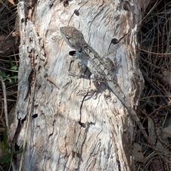 Amphibolurus muricatus (Jacky Lizard) at Watson, ACT - 5 Jan 2025 by WalterEgo