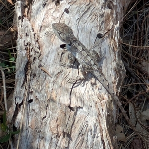 Amphibolurus muricatus at Watson, ACT by WalterEgo