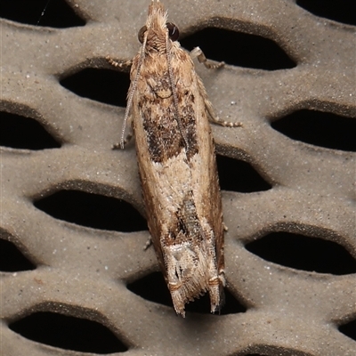 Crocidosema plebejana (Cotton Tipworm Moth) at Monash, ACT - 4 Jan 2025 by debhart