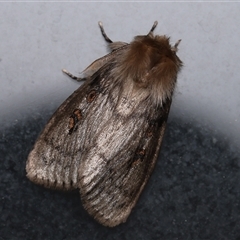 Leptocneria reducta (White Cedar Moth) at Monash, ACT - 4 Jan 2025 by debhart