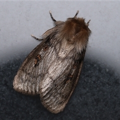 Leptocneria reducta (White cedar moth) at Monash, ACT - 4 Jan 2025 by debhart