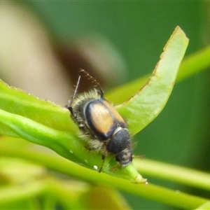 Liparetrus discipennis (A chafer beetle) at West Hobart, TAS by VanessaC