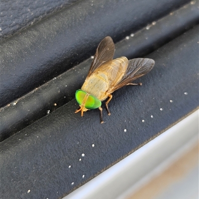 Unidentified True fly (Diptera) at Cooloola, QLD - 5 Jan 2025 by AaronClausen