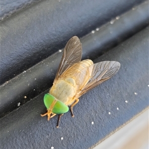 Tabanidae (family) at Cooloola, QLD - 5 Jan 2025 03:23 PM