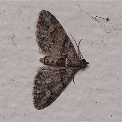 Phrissogonus laticostata (Apple looper moth) at Monash, ACT - 4 Jan 2025 by debhart