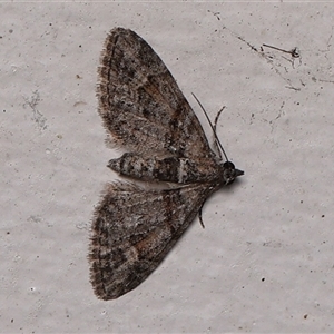 Phrissogonus laticostata (Apple looper moth) at Monash, ACT by debhart