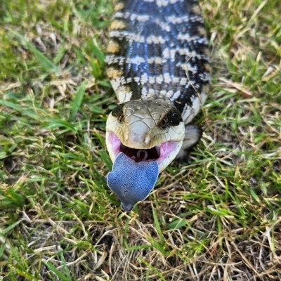 Tiliqua scincoides scincoides (Eastern Blue-tongue) at Braidwood, NSW - 5 Jan 2025 by MatthewFrawley