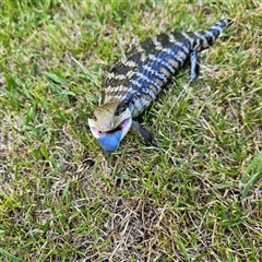 Tiliqua scincoides scincoides at Braidwood, NSW - 5 Jan 2025 09:27 AM