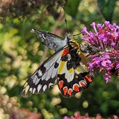 Delias aganippe (Spotted Jezebel) at Braidwood, NSW - 4 Jan 2025 by MatthewFrawley