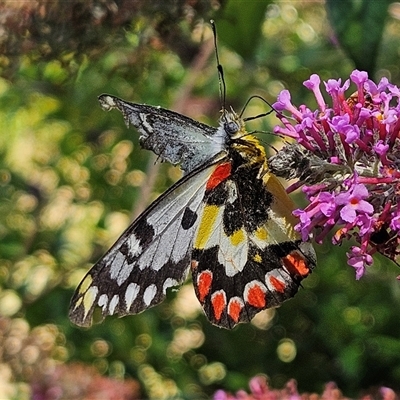 Delias aganippe (Spotted Jezebel) at Braidwood, NSW - 5 Jan 2025 by MatthewFrawley