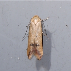 Tachystola hemisema (Chezela Group) at Monash, ACT - 4 Jan 2025 by debhart