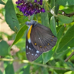 Delias nysa (Yellow-spotted Jezebel) at Braidwood, NSW - 5 Jan 2025 by MatthewFrawley