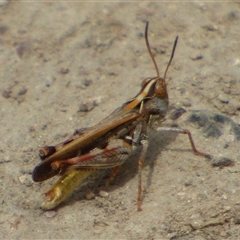 Austroicetes sp. (genus) (A grasshopper) at West Hobart, TAS - 5 Jan 2025 by VanessaC