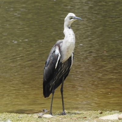 Ardea pacifica (White-necked Heron) at Kambah, ACT - 5 Jan 2025 by JohnBundock