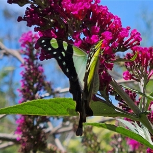 Graphium macleayanum at Braidwood, NSW - 5 Jan 2025