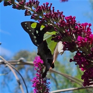 Graphium macleayanum at Braidwood, NSW - 5 Jan 2025 11:20 AM