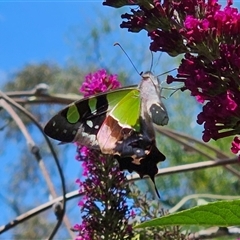 Graphium macleayanum at Braidwood, NSW - 5 Jan 2025 11:20 AM