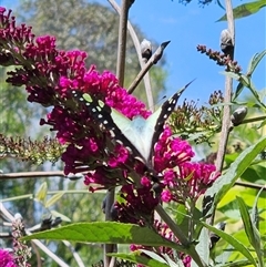 Graphium macleayanum at Braidwood, NSW - 5 Jan 2025