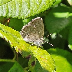 Zizina otis (Common Grass-Blue) at Braidwood, NSW - 5 Jan 2025 by MatthewFrawley