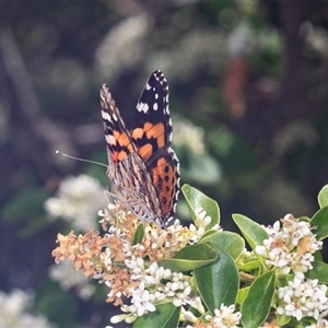 Vanessa kershawi (Australian Painted Lady) at Holt, ACT by AlisonMilton