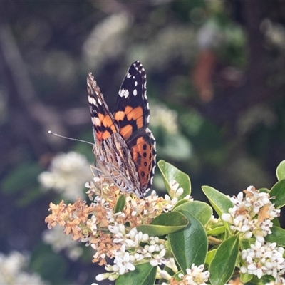 Vanessa kershawi (Australian Painted Lady) at Holt, ACT - 15 Nov 2024 by AlisonMilton