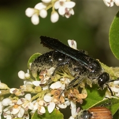 Australelis anthracina (Flower wasp) at Holt, ACT - 15 Nov 2024 by AlisonMilton