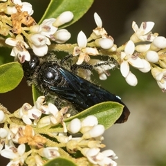 Laeviscolia frontalis at Holt, ACT - 15 Nov 2024 12:46 PM