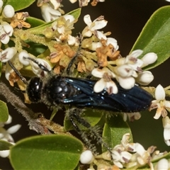 Australelis anthracina at Holt, ACT - 15 Nov 2024 12:46 PM