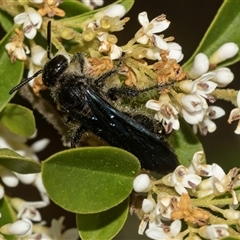 Laeviscolia frontalis at Holt, ACT - 15 Nov 2024 12:46 PM