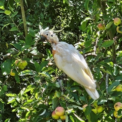 Cacatua galerita at Braidwood, NSW - 5 Jan 2025 by MatthewFrawley