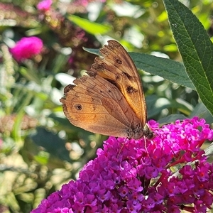 Heteronympha merope (Common Brown Butterfly) at Braidwood, NSW by MatthewFrawley