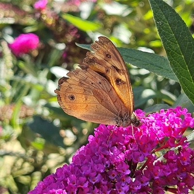 Heteronympha merope (Common Brown Butterfly) at Braidwood, NSW - 5 Jan 2025 by MatthewFrawley