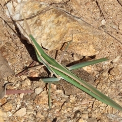 Acrida conica (Giant green slantface) at West Wodonga, VIC - 1 Jan 2025 by KylieWaldon