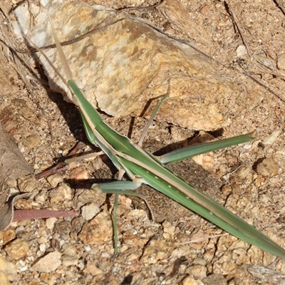 Acrida conica (Giant green slantface) at West Wodonga, VIC - 1 Jan 2025 by KylieWaldon