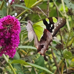 Graphium macleayanum (Macleay's Swallowtail) at Braidwood, NSW by MatthewFrawley