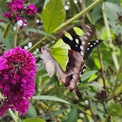 Graphium macleayanum at Braidwood, NSW - 5 Jan 2025 04:34 PM