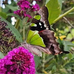 Graphium macleayanum at Braidwood, NSW - 5 Jan 2025 04:34 PM