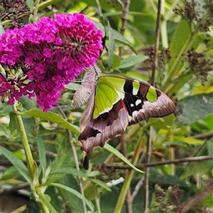 Graphium macleayanum at Braidwood, NSW - 5 Jan 2025 04:34 PM