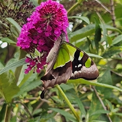 Graphium macleayanum at Braidwood, NSW - 5 Jan 2025 04:34 PM