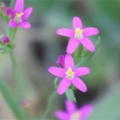 Centaurium sp. at West Wodonga, VIC - 31 Dec 2024 by KylieWaldon