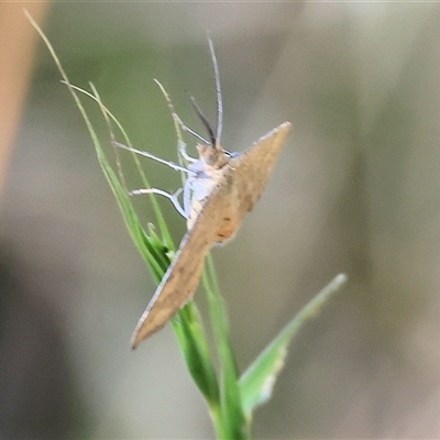 Scopula rubraria (Reddish Wave, Plantain Moth) at West Wodonga, VIC - 1 Jan 2025 by KylieWaldon