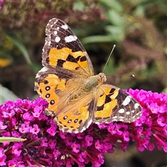 Vanessa kershawi (Australian Painted Lady) at Braidwood, NSW - 5 Jan 2025 by MatthewFrawley