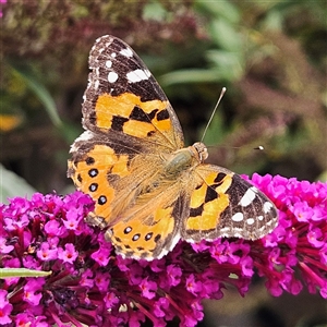 Vanessa kershawi (Australian Painted Lady) at Braidwood, NSW by MatthewFrawley