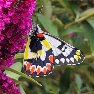 Delias aganippe (Spotted Jezebel) at Braidwood, NSW by MatthewFrawley