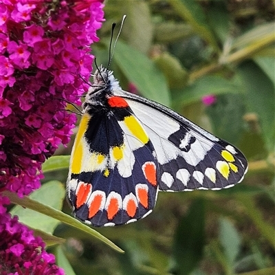 Delias aganippe (Spotted Jezebel) at Braidwood, NSW - 5 Jan 2025 by MatthewFrawley