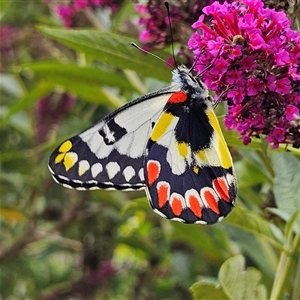 Delias aganippe at Braidwood, NSW - 5 Jan 2025