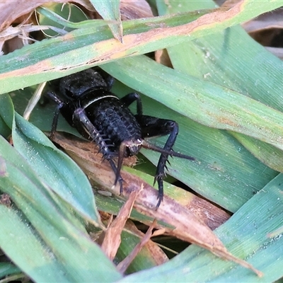 Teleogryllus commodus (Black Field Cricket) at West Wodonga, VIC - 1 Jan 2025 by KylieWaldon