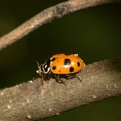 Hippodamia variegata (Spotted Amber Ladybird) at Holt, ACT - 15 Nov 2024 by AlisonMilton