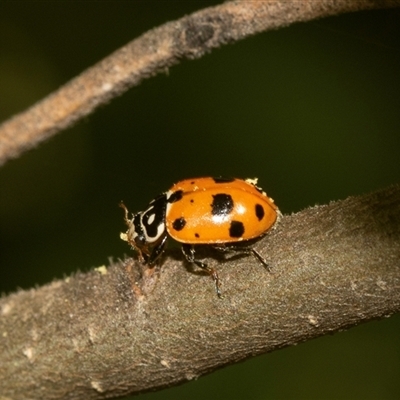 Hippodamia variegata (Spotted Amber Ladybird) at Holt, ACT - 15 Nov 2024 by AlisonMilton